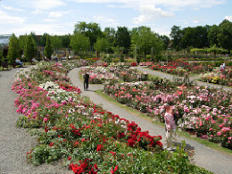 Rosarium Sangerhausen