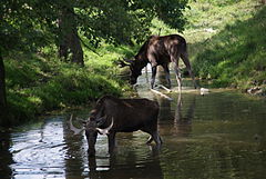 Wildpark Poing, Elche